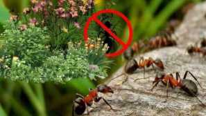 Aké rastliny sa boja mravcov a prečo: výber produktívnych ľudových agentov, aby sa zbavili mravcov